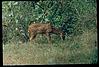 spoted deer in bandipur forest