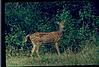 spoted deer in bandipur forest