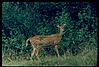 spoted deer in bandipur forest