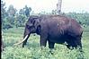 Tusker in Bandipur Nation Forest