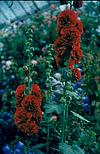 Verity of flowers in a nursery