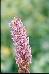 Himalayan flower