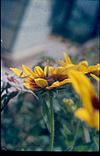 Flowers in a garden