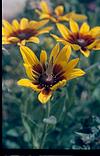 Flowers in a garden