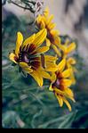 Flowers in a garden