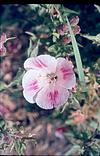 Flowers in a garden