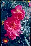 Flowers in a garden
