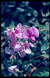 Flowers in a garden