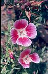 Flowers in a garden