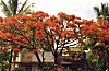 The Flowers of a Bangalore Street