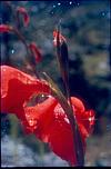 Himalayan Flower