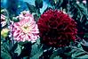 dahlias of himalaya veriety