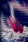 Himalayan flower plant