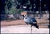 Himalayan peacock on one leg