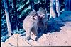A monkey picking lice