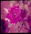 A light purple rose