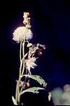 Flower resembling a bird