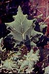 A unique plant leafs