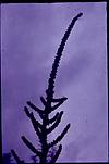 A coniferous plant