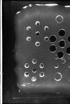 Specimens of Gel photography Petri-dish