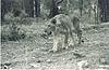 A leisurely walking lion, Bannerghatta national park