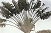 Decorative Tree, Cubbon Park