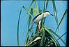 Night heron in kokare belur in 1985