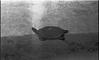 Tortoise sinking a lake