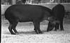 Wild hog in Mysore zoo