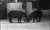 Wild hog in Mysore zoo