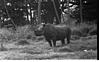 Hippo in Mysore zoo