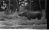 Hippo in Mysore zoo