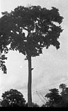 A tall tree