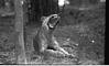 Yawing lioness