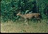 Spotted deer in bandipur