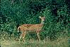 Spotted deer in Bandipur