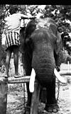 A elephant having a wash