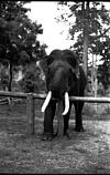 A tusker under training