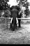 A tusker under training