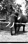 Elephant under training