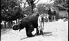 A baby elephant in training