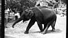 A baby elephant in training