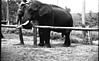 A tusker in training center