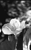 Hisbiscus (dasavala) flower