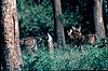 Spotted deer