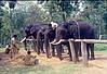 Elephant training school