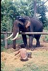 Elephant training school