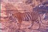 Tiger in Mysore Zoo