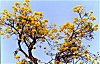 Flowering Tree