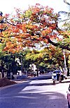 A Street in Malleswaram Neighborhood
